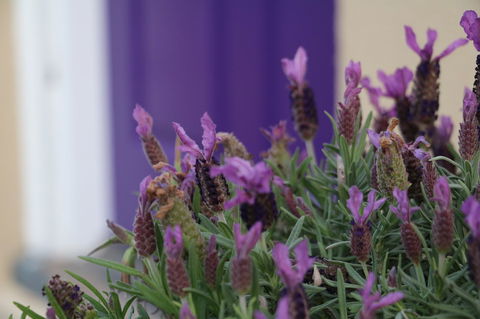 The Purple Door On Seaview - Accommodation Yamba 0