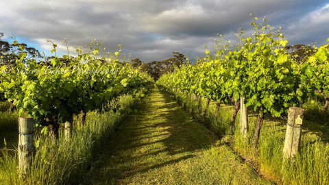 Shadow Creek McLaren Vale - Accommodation Yamba 20