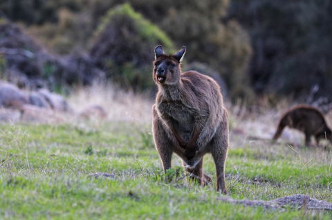 Sea Dragon Kangaroo Island - Accommodation Yamba 26
