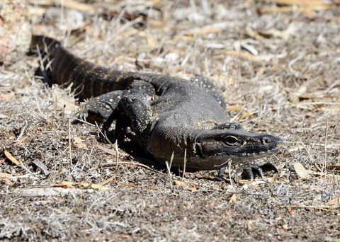 Sea Dragon Kangaroo Island - Accommodation Yamba 24