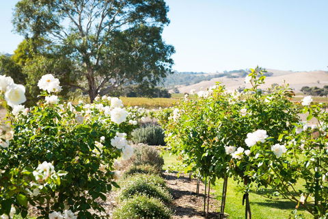Barossa Vineyard Cottages - Accommodation Yamba 1