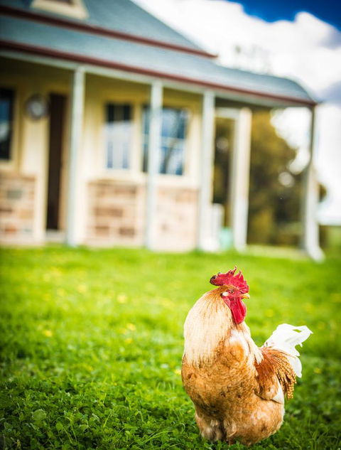 Barossa Vineyard Cottages - Accommodation Yamba 39