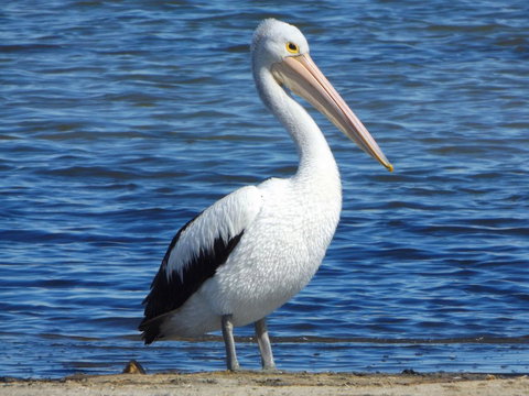 Coorong Waterfront Retreat - Accommodation Yamba 29