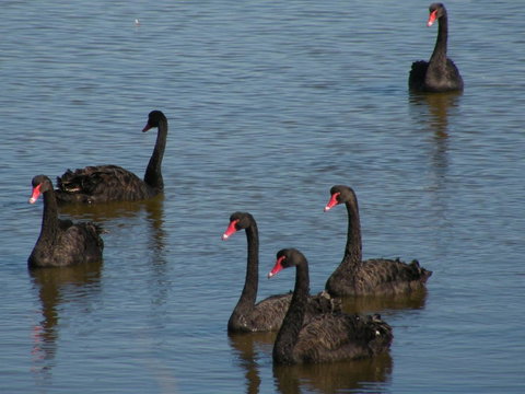 Coorong Waterfront Retreat - Accommodation Yamba 26