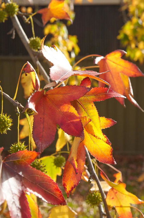 Motel Mount Gambier - Accommodation Yamba 22