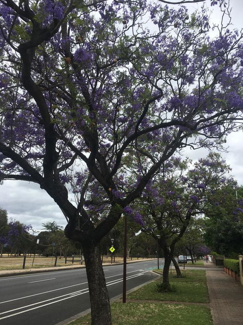 Adelaide Style Accommodation-Close To City-North Adelaide-3 Bdrm- FREE Parking - Accommodation Yamba 34