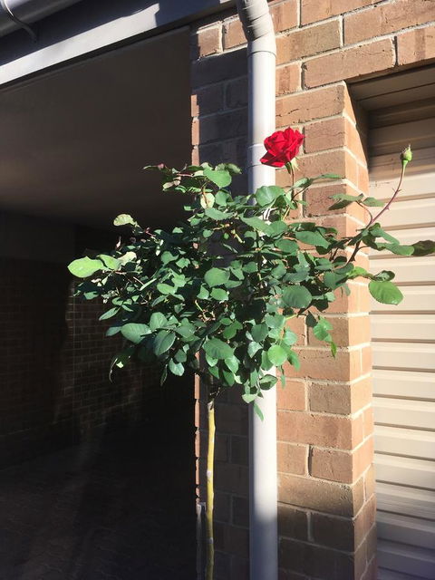 Adelaide Style Accommodation-Close To City-North Adelaide-3 Bdrm- FREE Parking - Accommodation Yamba 21