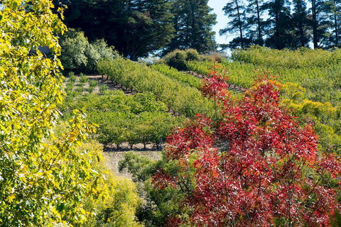 The Manor Basket Range - Accommodation Yamba 16