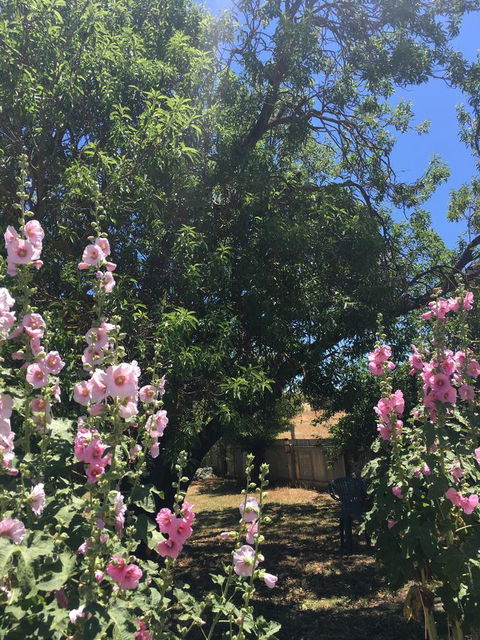 Amy\'s House Bed & Breakfast - Accommodation Yamba 37
