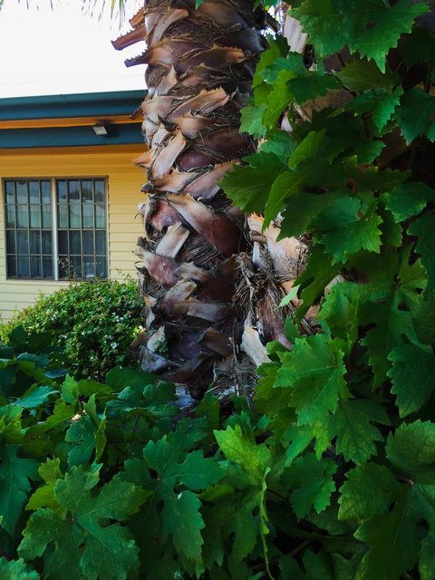 Ten Dollar Town Motel - Accommodation Yamba 19