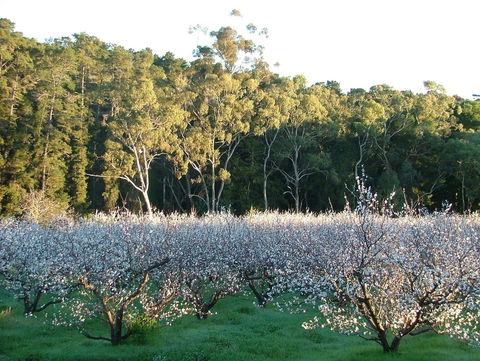 Taralee Orchards - Accommodation Yamba 5