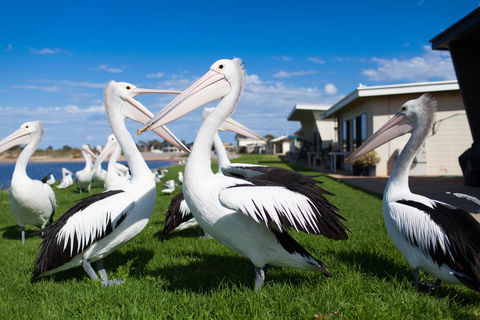 Modra\'s Apartments - Accommodation Yamba 13