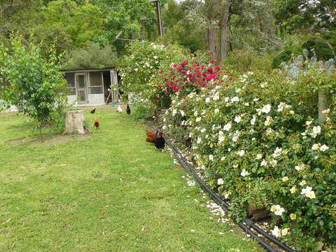 Camawald Coonawarra Cottage B&B - Accommodation Yamba 3