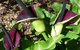 Country Bakehouse Accommodation - thumb 19