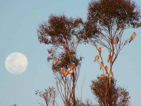 Burra Motor Inn - Accommodation Yamba 28