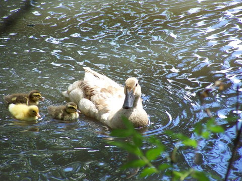 Burra Motor Inn - Accommodation Yamba 27