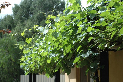 Burra Motor Inn - Accommodation Yamba 14