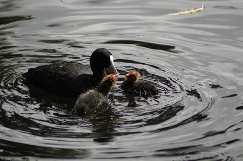 Burra Motor Inn - Accommodation Yamba 26