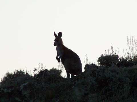 Burra Motor Inn - Accommodation Yamba 37