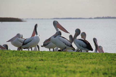 Lake Albert Motel - Accommodation Yamba 16