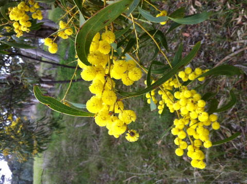 Clare Valley Cabins - Accommodation Yamba 31