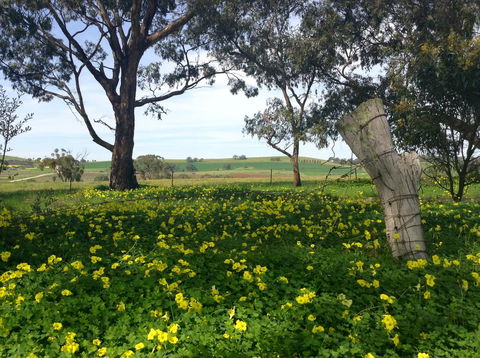 Clare Valley Cabins - Accommodation Yamba 14