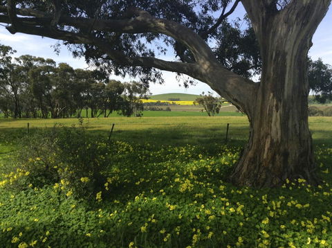 Clare Valley Cabins - Accommodation Yamba 1