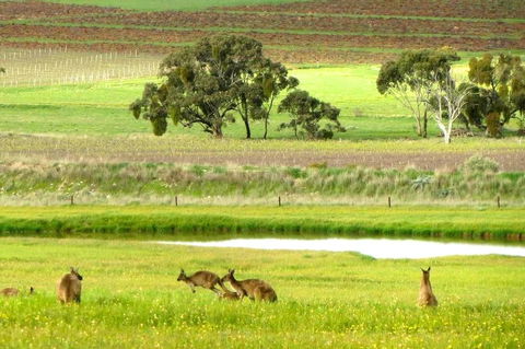 Clare Valley Cabins - Accommodation Yamba 35