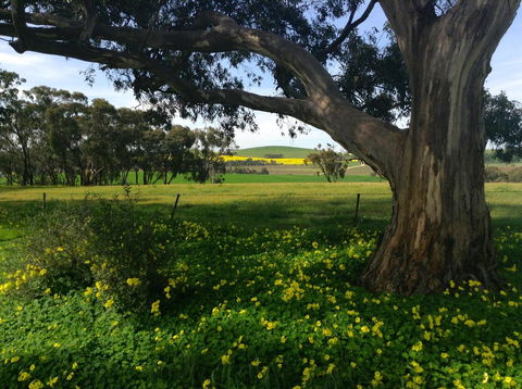Clare Valley Cabins - Accommodation Yamba 21