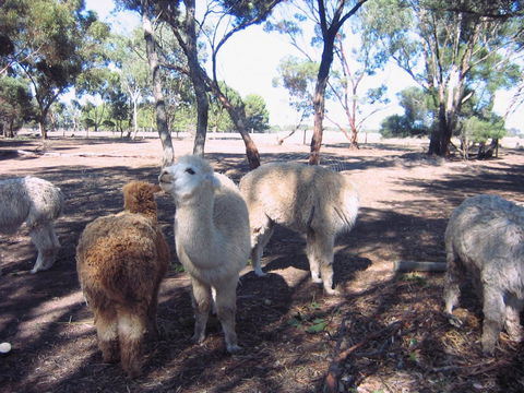 Linger Longer Vineyard - Accommodation Yamba 20
