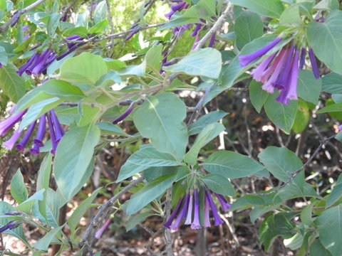 A Secret Garden - Accommodation Yamba 11