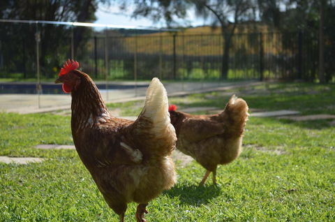 Amande Bed And Breakfast - Accommodation Yamba 20