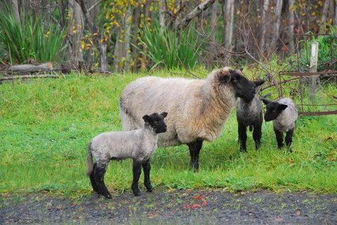 Back Valley Farmstay Bed And Breakfast - Accommodation Yamba 13