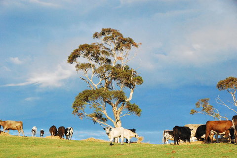 Back Valley Farmstay Bed And Breakfast - Accommodation Yamba 18