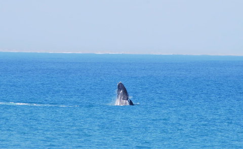 Back Valley Farmstay Bed And Breakfast - Accommodation Yamba 21