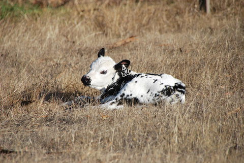 Back Valley Farmstay Bed And Breakfast - Accommodation Yamba 12