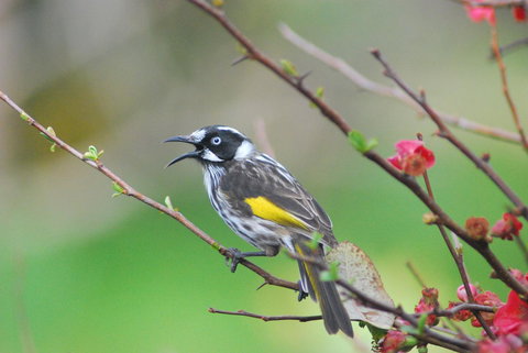 Back Valley Farmstay Bed And Breakfast - Accommodation Yamba 16