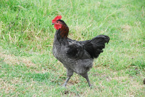 Back Valley Farmstay Bed And Breakfast - Accommodation Yamba 17