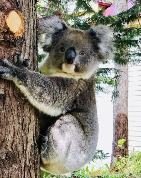 Aldgate Creek Cottage Bed And Breakfast - Accommodation Yamba 9