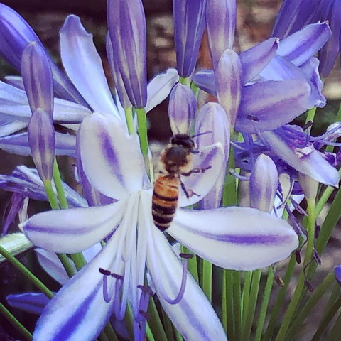 Aldgate Creek Cottage Bed And Breakfast - Accommodation Yamba 20