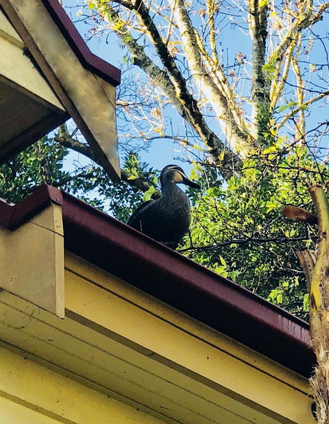 Aldgate Creek Cottage Bed And Breakfast - Accommodation Yamba 26