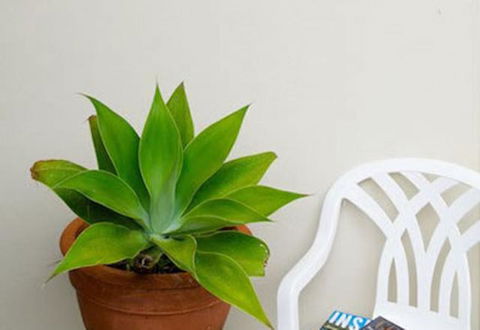 Sea & Soul Beachside Apartments - Accommodation Yamba 9