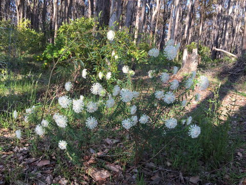 Simala Retreat - Accommodation Yamba 2