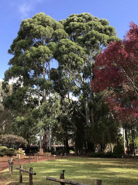 Forest Lodge Resort - Accommodation Yamba 15