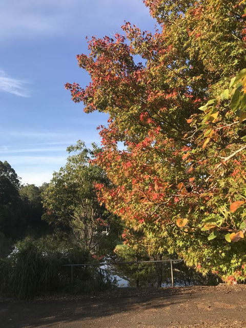 Forest Lodge Resort - Accommodation Yamba 32