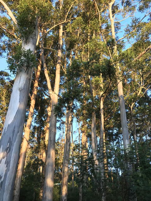 Forest Lodge Resort - Accommodation Yamba 37