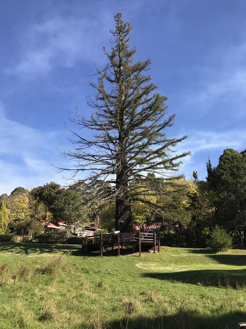 Forest Lodge Resort - Accommodation Yamba 38