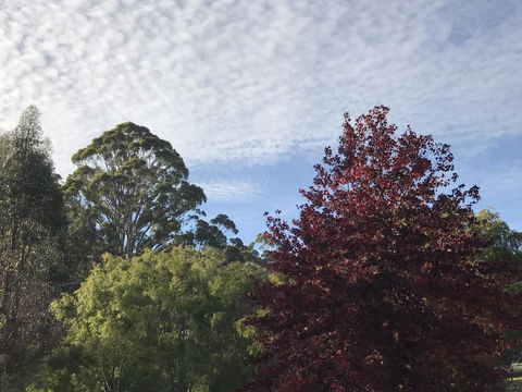 Forest Lodge Resort - Accommodation Yamba 39