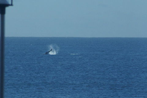 Noah\'s On The Beach - Accommodation Yamba 13