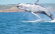 Unit 42 Kalbarri Beach Resort - thumb 21
